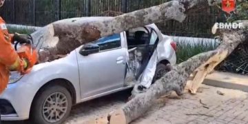 Árvore de grande porte cai e atinge três carros estacionados na Asa Sul
