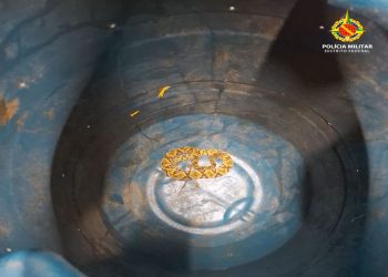 Jararaca invade casa de condomínio no DF e é resgatada pela PM. Veja vídeo