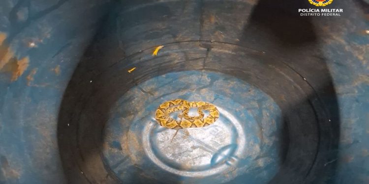 Jararaca invade casa de condomínio no DF e é resgatada pela PM. Veja vídeo