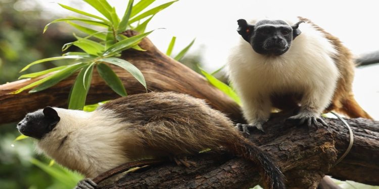 Zoo abre enquete para escolha de nomes de filhotes de saium-de-coleira