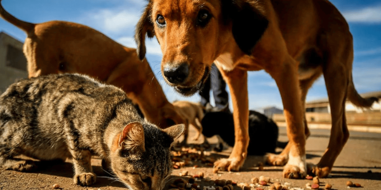 Ração do bem: projeto distribui ração para animais de rua no DF