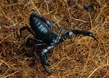 Tudo que é vivo quer viver