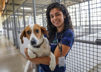 Resgatados há um ano, cães ainda esperam por adoção na Zoonoses do DF