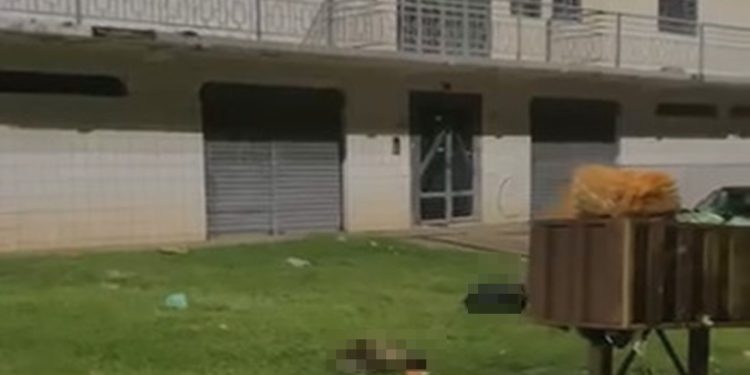 Animais decapitados e jogados no lixo no DF podem ter sido mutilados em ritual