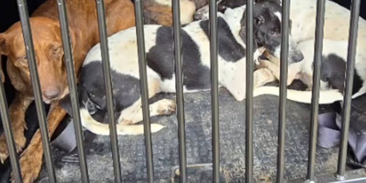 Polícia resgata 12 cães em meio a fezes, urina e sujeira em casa no DF. Veja vídeo