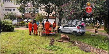 Homem fica ferido após carro bater em árvore na Asa Sul