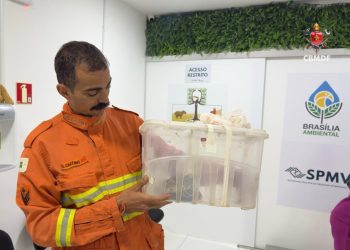 Cascavel é resgatada no meio da rua em área urbana do DF. Veja vídeo