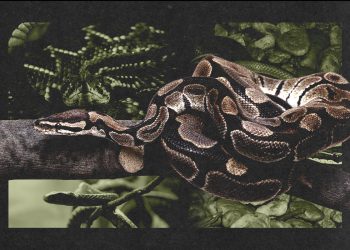 De jiboias a cascavéis: cobras invadem áreas urbanas do DF