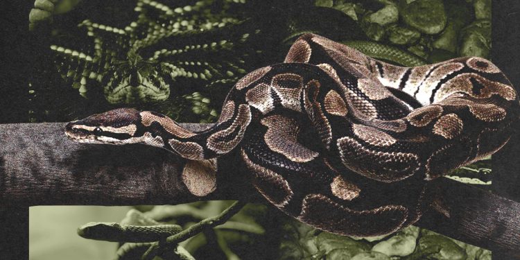 De jiboias a cascavéis: cobras invadem áreas urbanas do DF