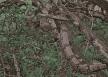 Cobra é resgatada enrolada em janela de loja no Jardim Botânico. Veja vídeo