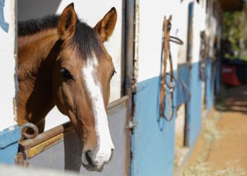 Após desabastecimento nacional, DF e GO suspendem obrigação de vacinação contra influenza para equinos