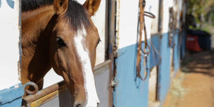 Após desabastecimento nacional, DF e GO suspendem obrigação de vacinação contra influenza para equinos