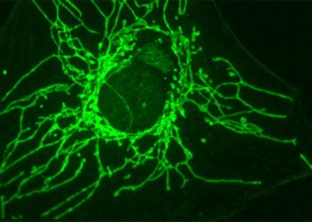 Molécula pode atingir células cancerígenas sem afetar as saudáveis