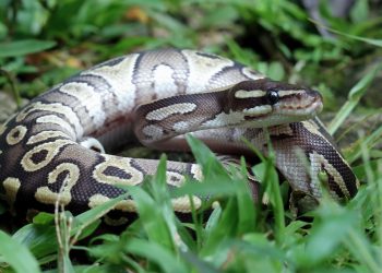Sangue de píton pode inspirar novo remédio contra obesidade. Entenda