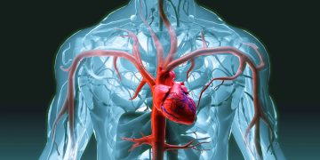 Estudo de Harvard aponta melhor estratégia alimentar para o coração