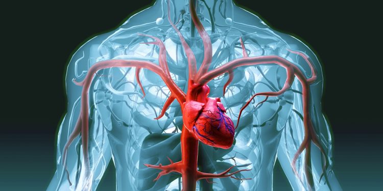 Estudo de Harvard aponta melhor estratégia alimentar para o coração