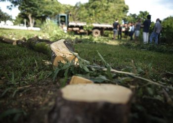 Justiça do DF suspende derrubada de árvores em bosque na Asa Norte