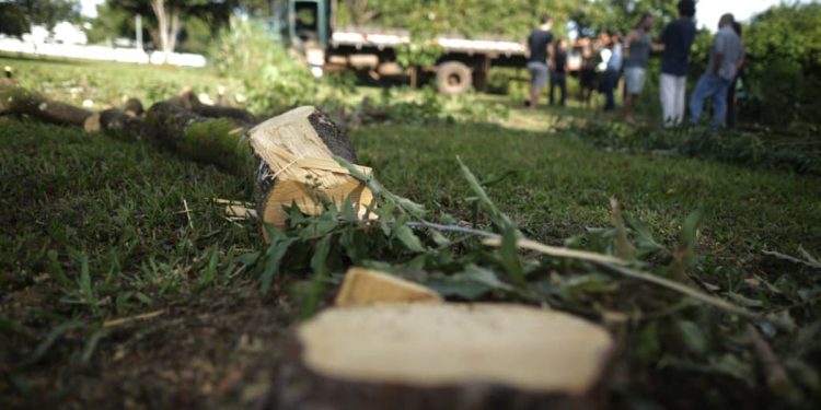 Justiça do DF suspende derrubada de árvores em bosque na Asa Norte