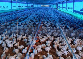 Guerra no Irã faz carregamento de frangos do DF ser desviado para outros países