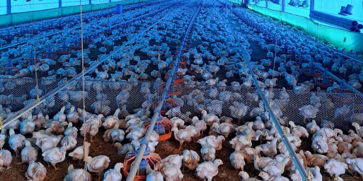 Guerra no Irã faz carregamento de frangos do DF ser desviado para outros países