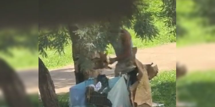 Morador de rua é preso após ser flagrado arremessando cão dentro de carrinho de compras. Veja vídeo