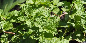 Menta pode ativar sensor do frio ligado à dor crônica, revela estudo