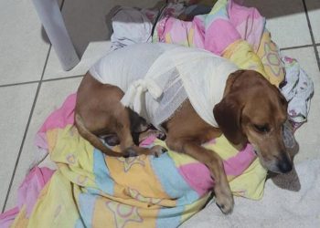 Cachorro comunitário é atacado com líquido quente e autora é indiciada