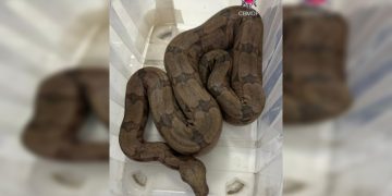 Visita inesperada: jiboia é resgatada dentro de piscina em casa no DF