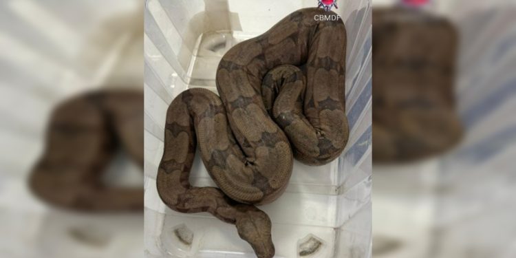 Visita inesperada: jiboia é resgatada dentro de piscina em casa no DF