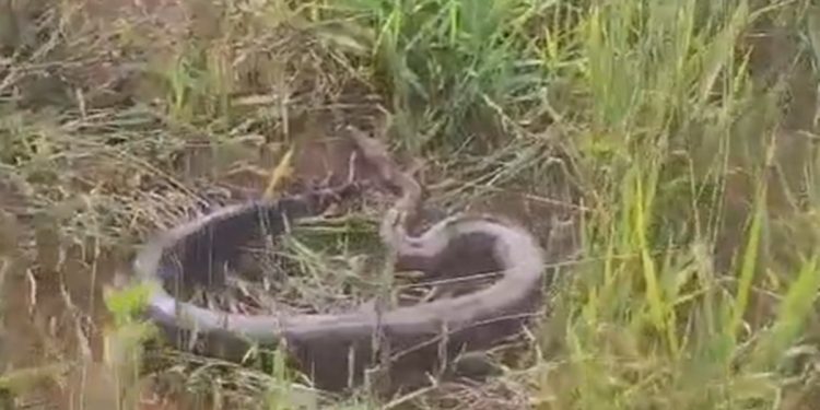 Jiboia é resgatada em telhado de residência por bombeiros no DF