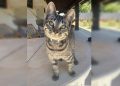 Gato que sobreviveu a psicólogo matador de felinos mora com protetora. Veja vídeo