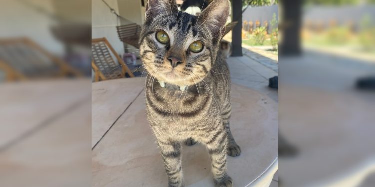 Gato que sobreviveu a psicólogo matador de felinos mora com protetora. Veja vídeo