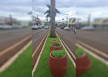 Pé de maconha é plantado em vaso ornamental e exposto no meio da rua