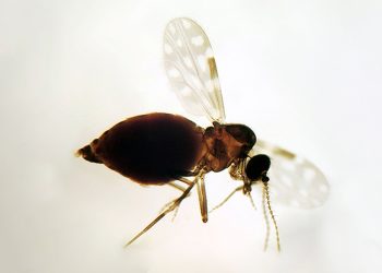 Nova linhagem do vírus Oropouche é identificada no Sudeste