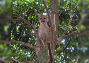 Onça-parda morre horas depois de ser resgatada em chácara, no Entorno
