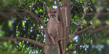 Onça-parda invade chácara, é acuada por cães e sobe em árvore. Veja vídeo