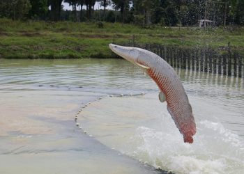 Ibama libera pesca de pirarucu no Lago Paranoá para eliminar “peixe exótico invasor”