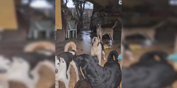 Operação da PCDF resgata 14 cães em situação de abandono em Planaltina