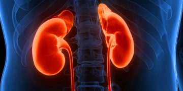 Nefrologista explica como excesso de proteína pode prejudicar os rins