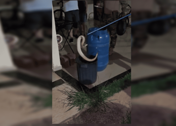 Cascavel é resgatada dentro de casa em condomínio de Sobradinho. Veja vídeo