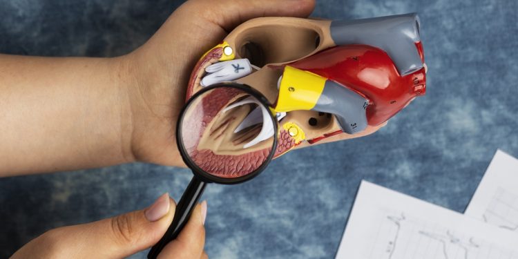 Órgão pouco conhecido pode influenciar resposta do corpo contra câncer