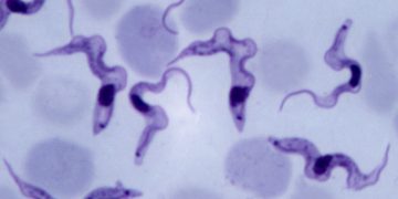 Cientistas descobrem como parasita da doença do sono se esconde