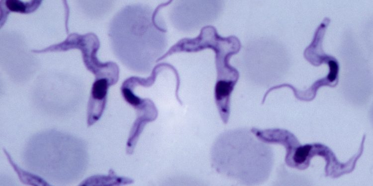 Cientistas descobrem como parasita da doença do sono se esconde