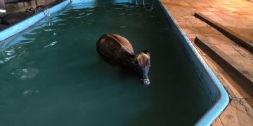 Resgate inusitado: vaca cai em piscina e é resgatada por bombeiros