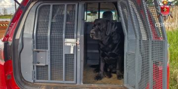 Cão farejador dos bombeiros encontra corpo de idoso desaparecido no DF