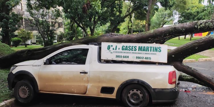 Árvore cai e atinge carro estacionado com motorista dentro no DF. Veja vídeo