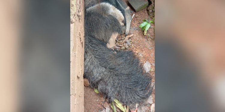 Tamanduá-bandeira ferido é resgatado dentro de casa no DF