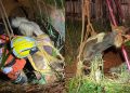 Égua cai em cisterna abandonada e é resgatada por bombeiros