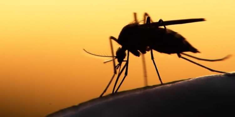 Brasileiros criam nova molécula promissora para tratamento de malária