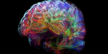 Baixos níveis de açúcar no cérebro podem afetar formação de neurônios
